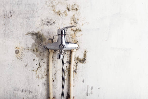 Best Black Mold Removal  in Lmer Heights, PA
