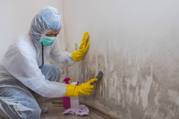 Best Toxic Mold Removal  in Lmer Heights, PA